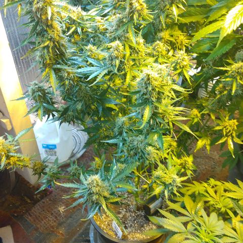 Lemon Berry growlog timeline photo