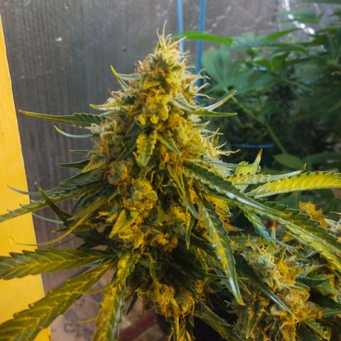 Lemon Berry growlog timeline photo