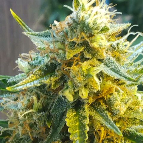 Lemon Berry growlog timeline photo