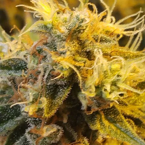 Lemon Berry growlog timeline photo