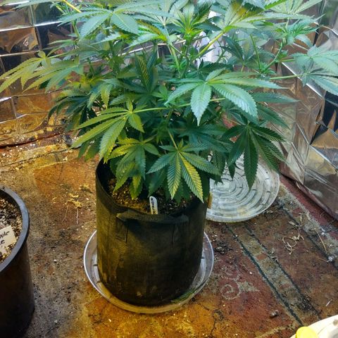Royal Kush growlog timeline photo
