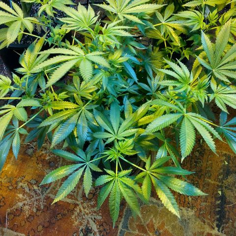 Royal Kush growlog timeline photo