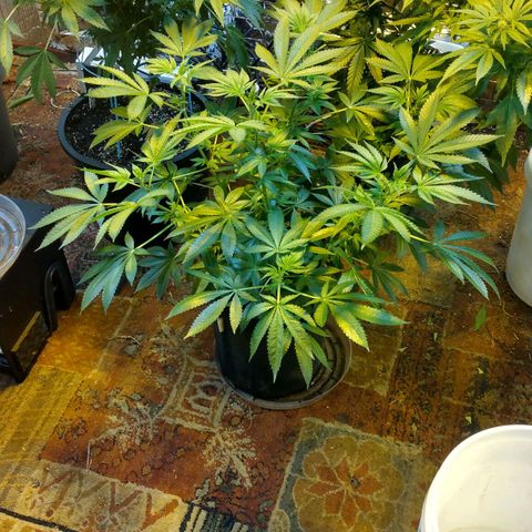 Royal Kush growlog timeline photo