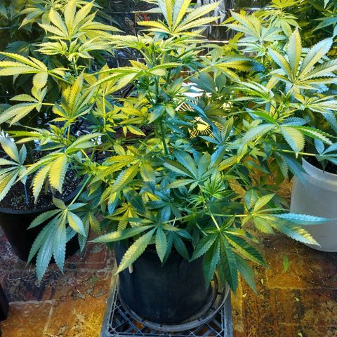 Royal Kush growlog timeline photo