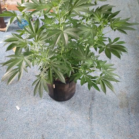 Royal Kush growlog timeline photo