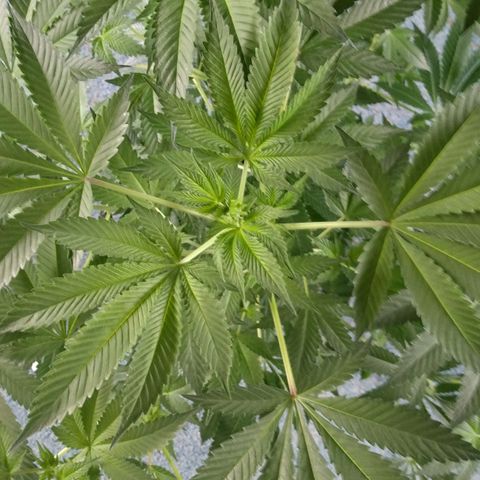 Royal Kush growlog timeline photo
