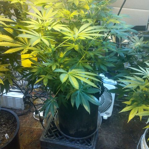 Royal Kush growlog timeline photo