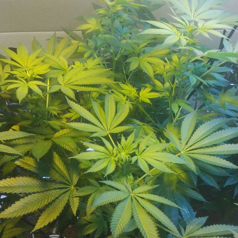 Royal Kush growlog timeline photo