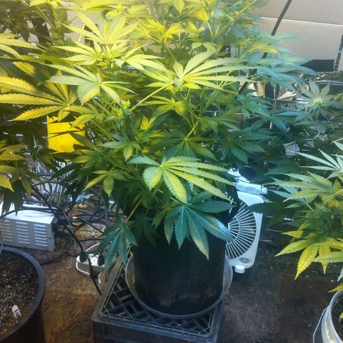Royal Kush growlog timeline photo