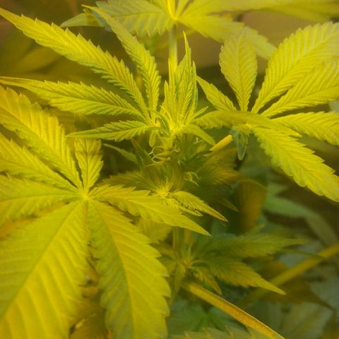 Royal Kush growlog timeline photo