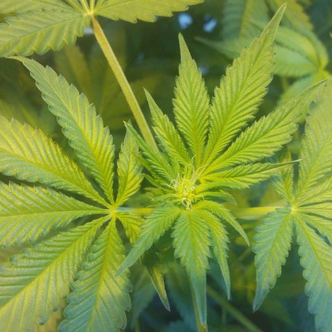 Royal Kush growlog timeline photo