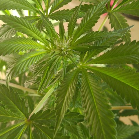 Royal Kush growlog timeline photo