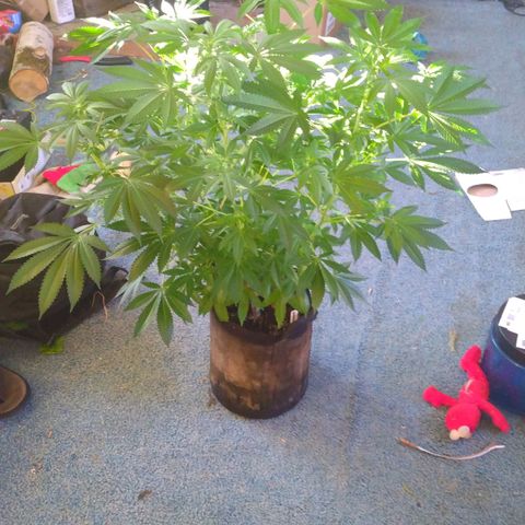 Royal Kush growlog timeline photo