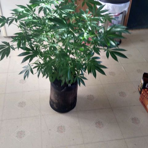 Royal Kush growlog timeline photo