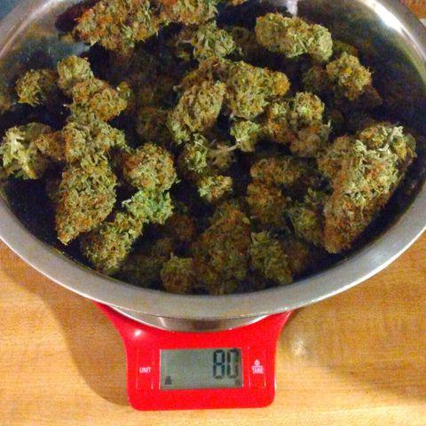 Lemon Berry growlog timeline photo