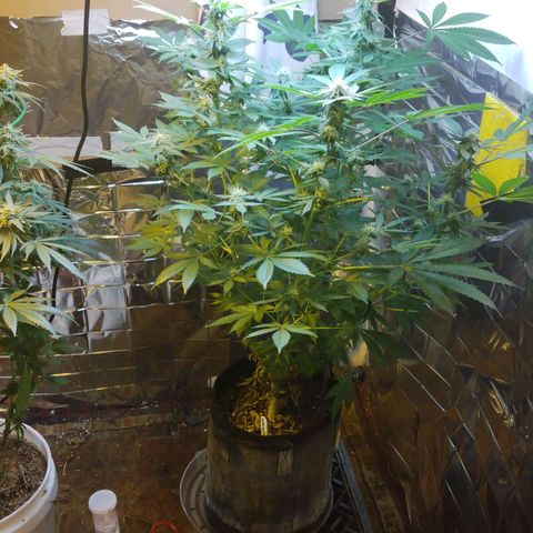 Royal Kush growlog timeline photo