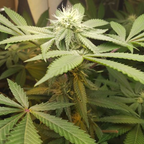 Royal Kush growlog timeline photo