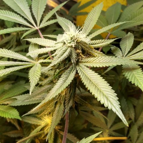 Royal Kush growlog timeline photo