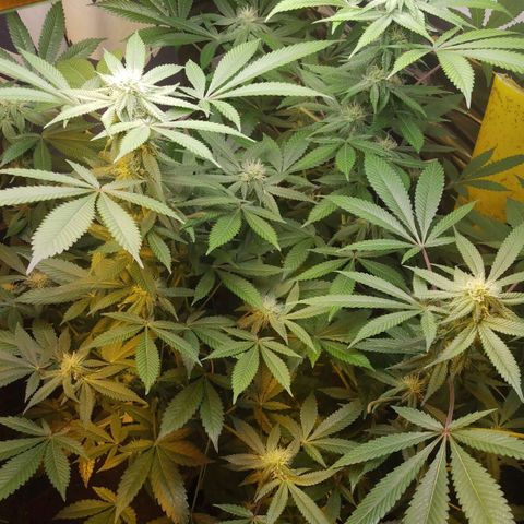Royal Kush growlog timeline photo