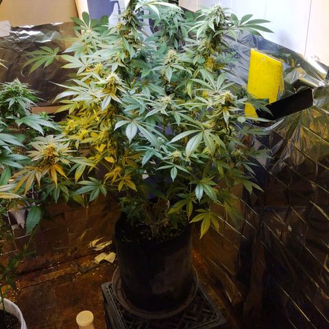 Royal Kush growlog timeline photo