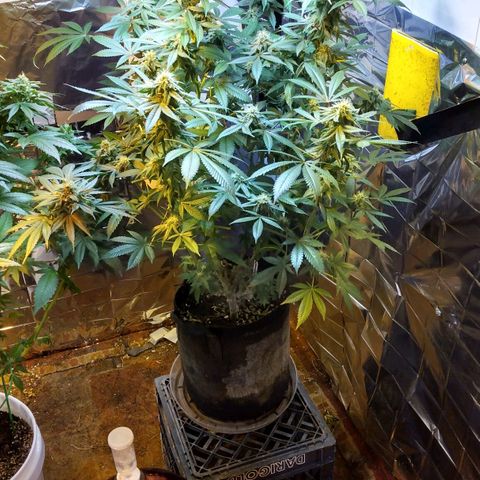 Royal Kush growlog timeline photo
