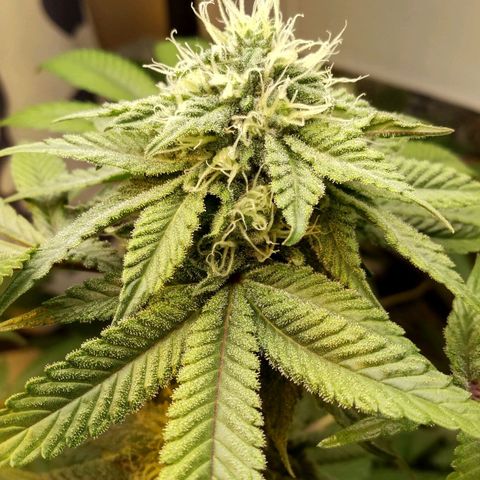 Royal Kush growlog timeline photo