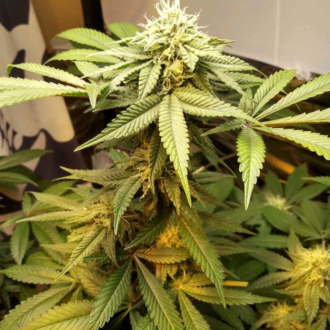Royal Kush growlog timeline photo