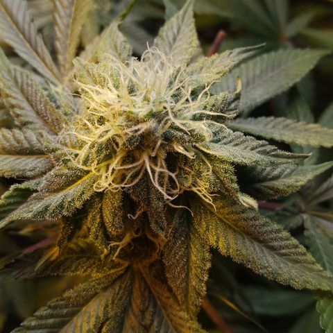 Royal Kush growlog timeline photo