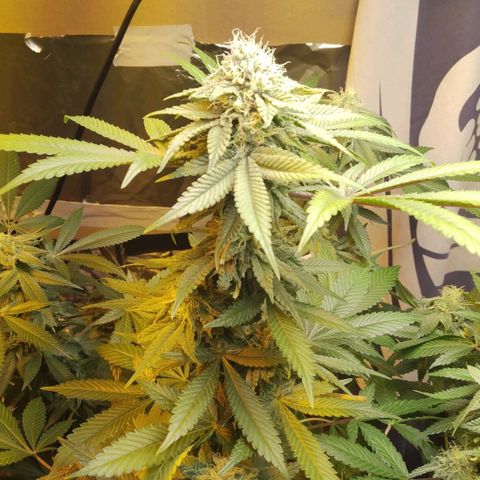 Royal Kush growlog timeline photo