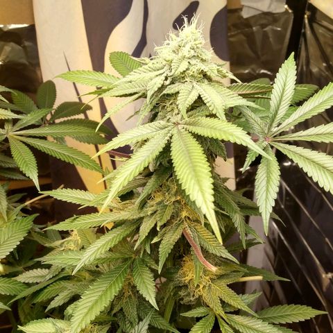 Royal Kush growlog timeline photo