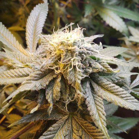 Royal Kush growlog timeline photo