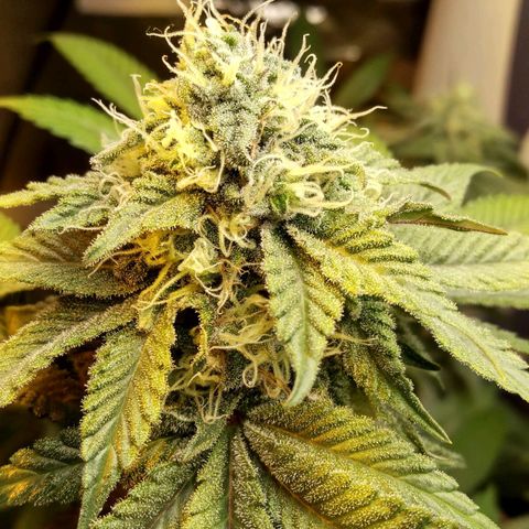 Royal Kush growlog timeline photo
