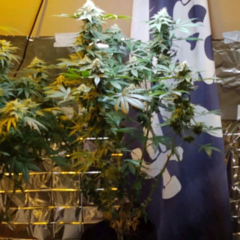 Royal Kush growlog timeline photo