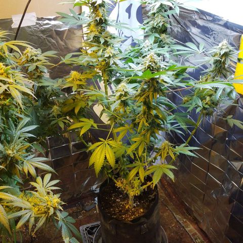 Royal Kush growlog timeline photo