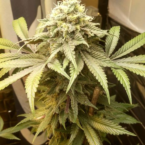 Royal Kush growlog timeline photo