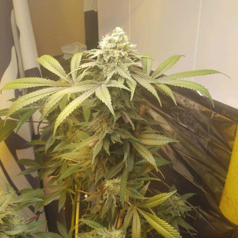 Royal Kush growlog timeline photo