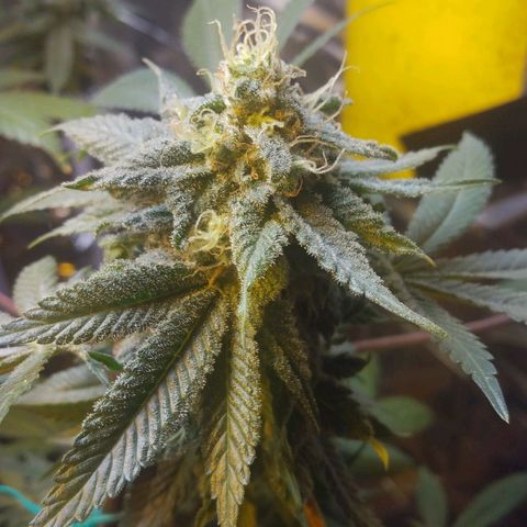 Royal Kush growlog timeline photo