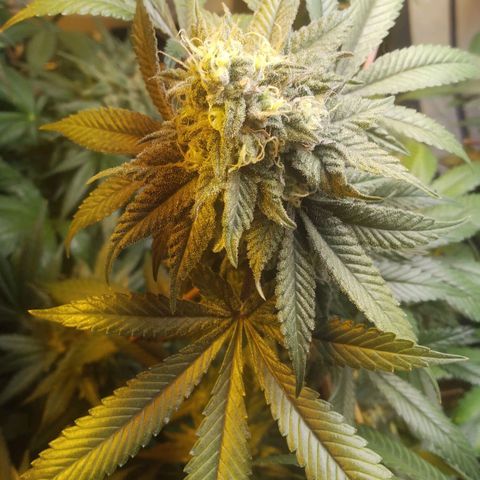 Royal Kush growlog timeline photo