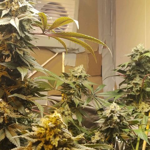 Royal Kush growlog timeline photo