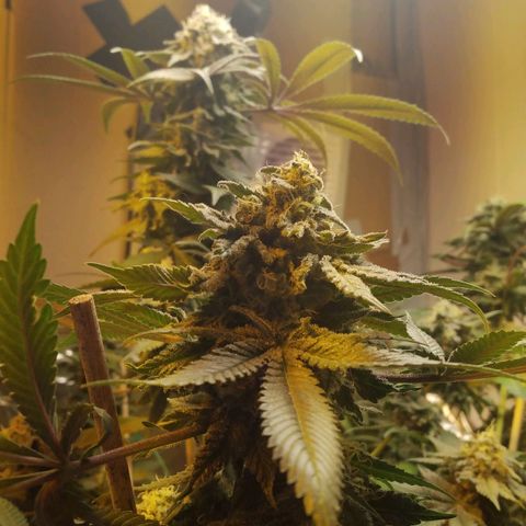 Royal Kush growlog timeline photo