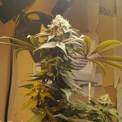 Royal Kush growlog timeline photo