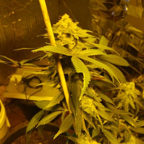 Royal Kush growlog timeline photo