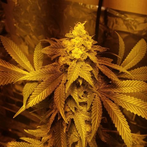 Royal Kush growlog timeline photo