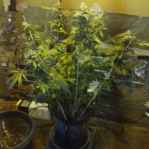 Royal Kush growlog timeline photo