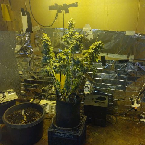 Royal Kush growlog timeline photo