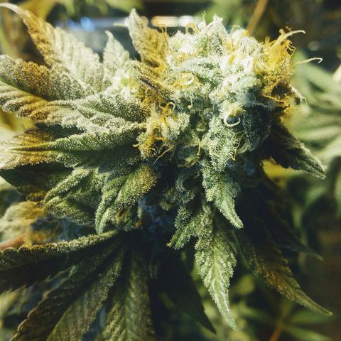 Royal Kush growlog timeline photo