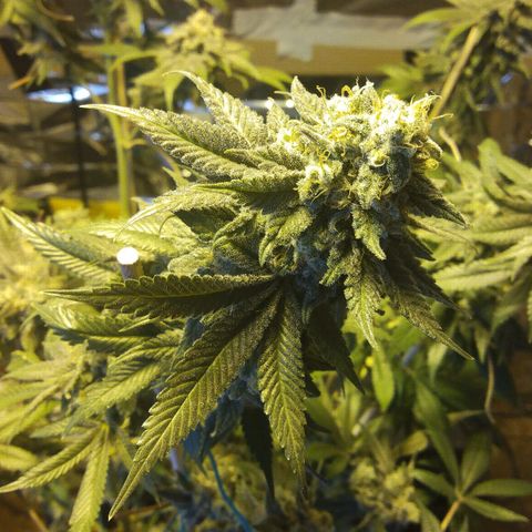 Royal Kush growlog timeline photo