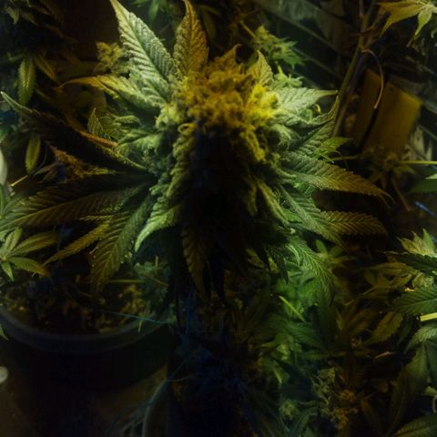 Royal Kush growlog timeline photo