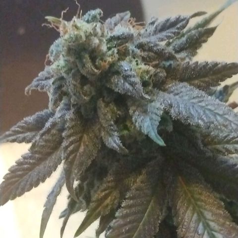 Royal Kush growlog timeline photo