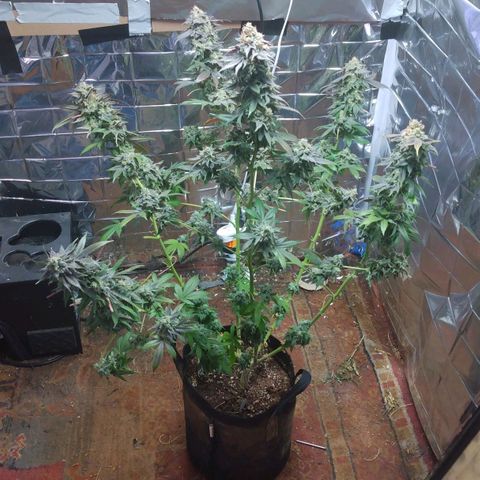 Royal Kush growlog timeline photo